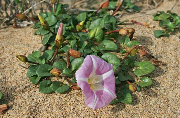 Convolvulus soldanella, Concolvolo di mare, Vilucchio marittimo, Campaneddas de mari, Melamida de mari