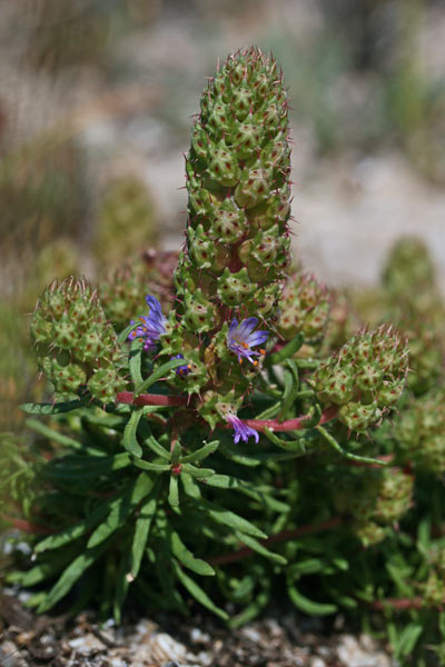 Coris monspeliensis subsp. annua, Coris annua