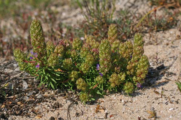 Coris monspeliensis subsp. annua, Coris annua