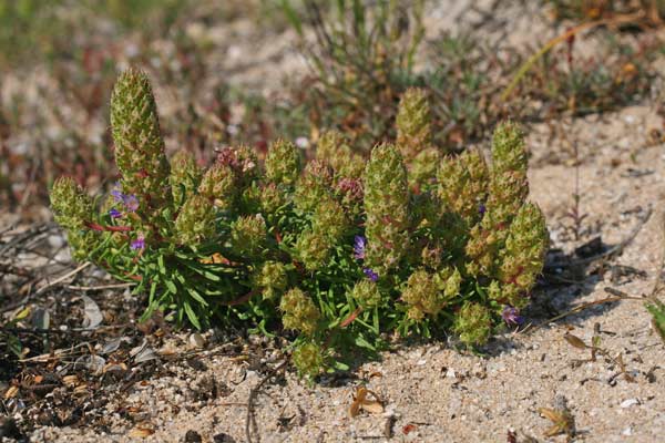 Coris monspeliensis subsp. annua, Coris annua