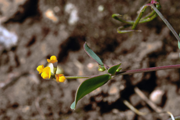 Coronilla scorpioides, Cornetta coda di scorpione, Coronilla coda di scorpione