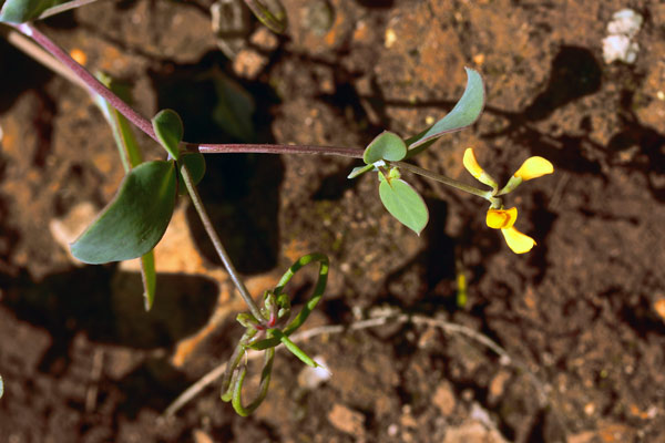Coronilla scorpioides, Cornetta coda di scorpione, Coronilla coda di scorpione
