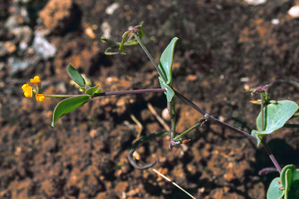 Coronilla scorpioides, Cornetta coda di scorpione, Coronilla coda di scorpione