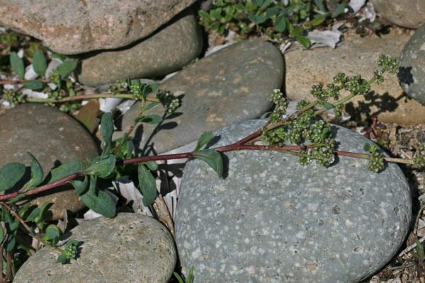 Corrigiola telephiifolia, Corrigiola perenne