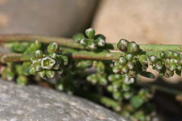 Corrigiola telephiifolia, Corrigiola perenne