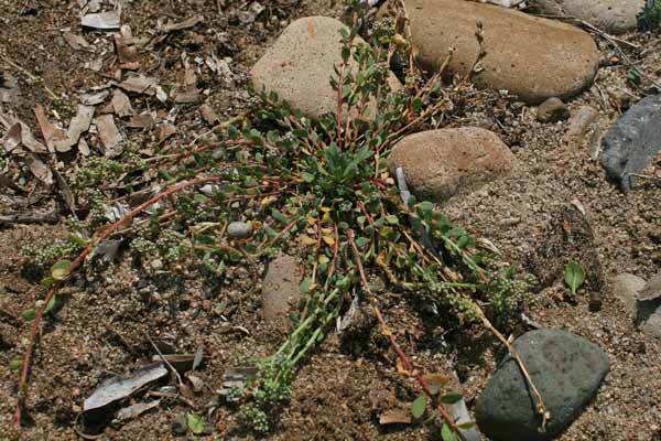 Corrigiola telephiifolia, Corrigiola perenne