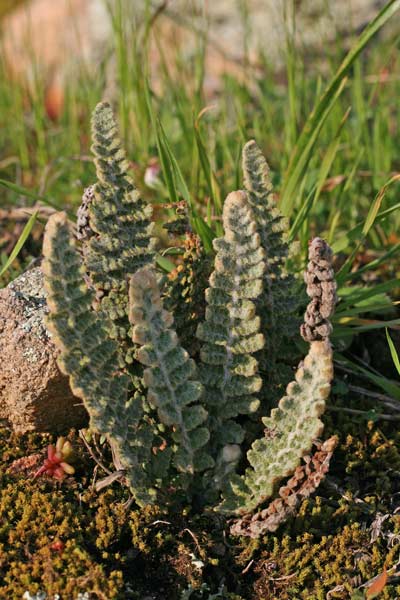 Cosentinia vellea, Felcetta catanese