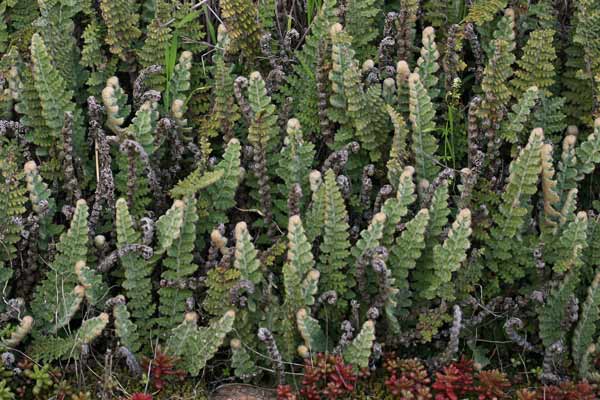 Cosentinia vellea, Felcetta catanese