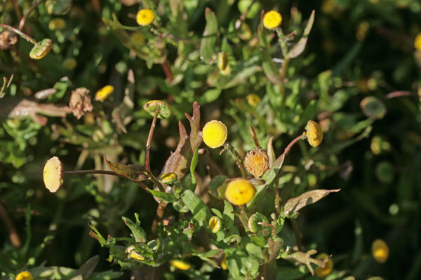 Cotula coronopifolia, Margherita sudafricana