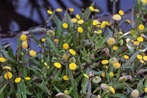 Cotula coronopifolia, Margherita sudafricana