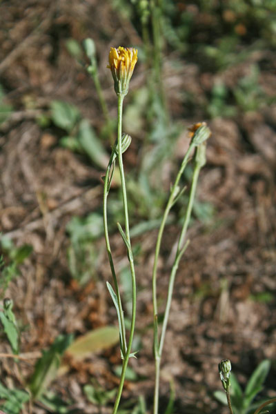 Crepis bellidifolia, Radichiella occidentale