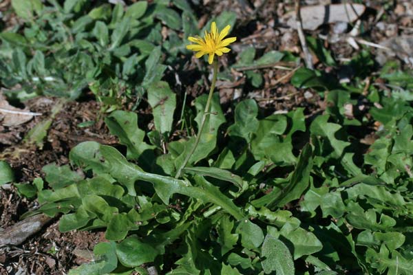 Crepis bellidifolia, Radichiella occidentale