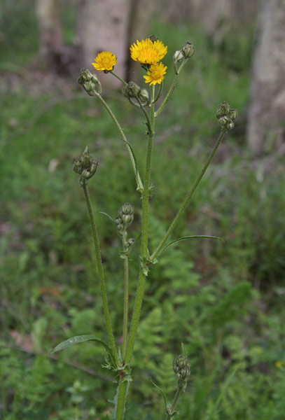 Crepis vesicaria, Cicoria falsa, Radichiella vescicosa, Cicoria durci, Gicoria, Lattosa, Mammalucca