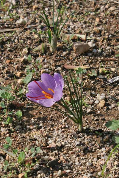 Crocus sativus, Croco, Zafferano vero, Taffaranu, Tafferana, Tafferanu, Taflaranu, Tanfaranu, Thafaranu, Zafarana, Zaffaranu, Zafferanu