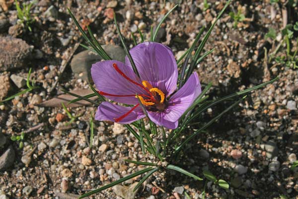 Crocus sativus, Croco, Zafferano vero, Taffaranu, Tafferana, Tafferanu, Taflaranu, Tanfaranu, Thafaranu, Zafarana, Zaffaranu, Zafferanu