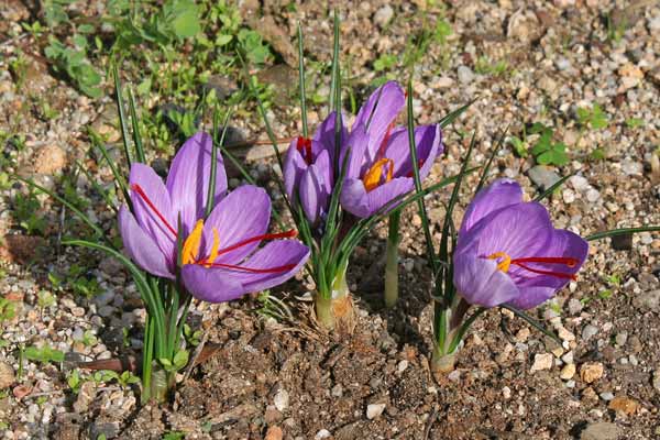 Crocus sativus, Croco, Zafferano vero, Taffaranu, Tafferana, Tafferanu, Taflaranu, Tanfaranu, Thafaranu, Zafarana, Zaffaranu, Zafferanu