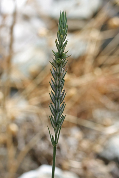 Crucianella angustifolia, Crucianella a foglie strette, Crucianella sottile