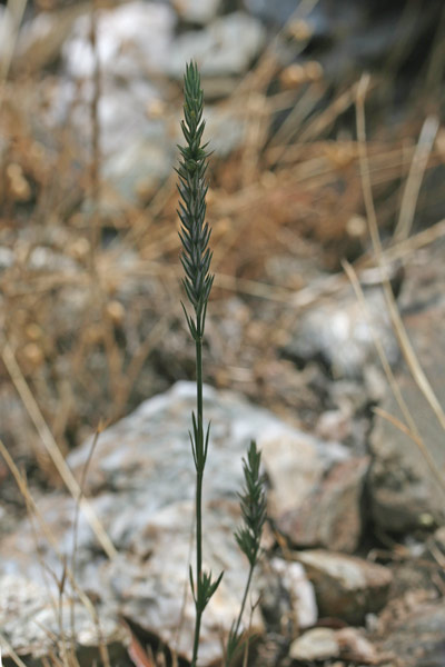 Crucianella angustifolia, Crucianella a foglie strette, Crucianella sottile