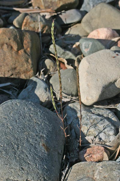Crucianella latifolia, Crucianella a foglie larghe, Crucianella ruvida