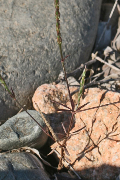 Crucianella latifolia, Crucianella a foglie larghe, Crucianella ruvida