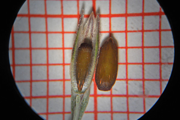 Crucianella latifolia, Crucianella a foglie larghe, Crucianella ruvida