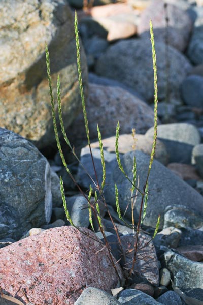 Crucianella latifolia, Crucianella a foglie larghe, Crucianella ruvida