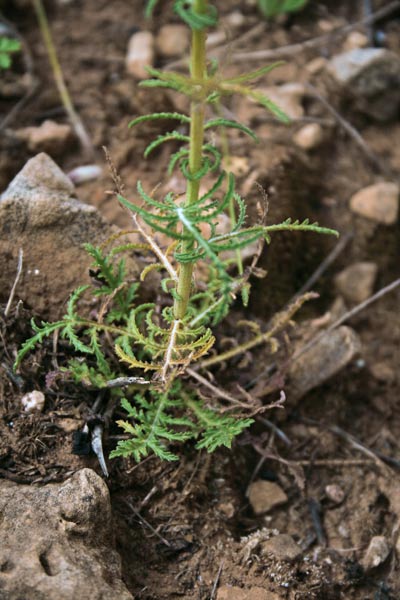 Crupina crupinastrum, Crupina mediterranea