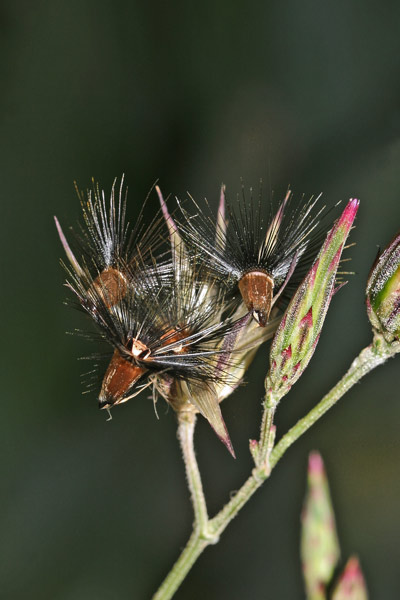 Crupina crupinastrum, Crupina mediterranea