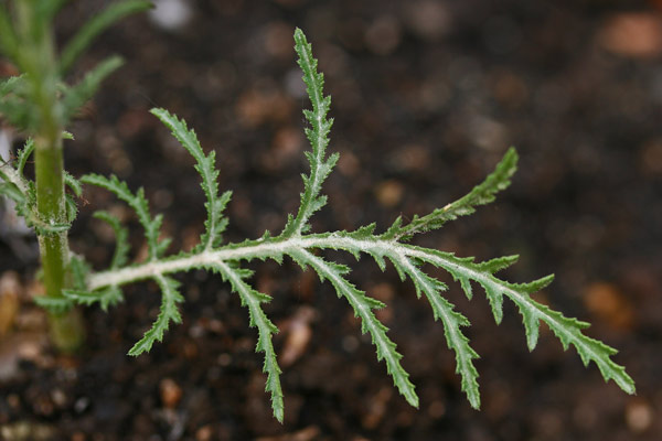 Crupina crupinastrum, Crupina mediterranea