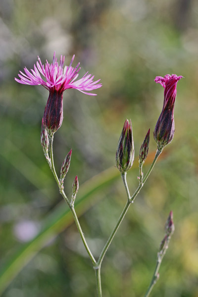 Crupina crupinastrum, Crupina mediterranea