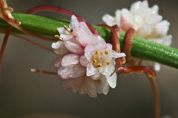 Cuscuta planiflora, Cuscuta a fiore bianco, Cuscuta a fiori piani