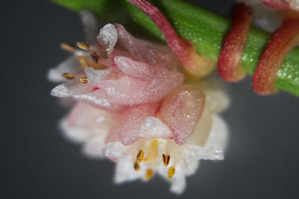 Cuscuta planiflora, Cuscuta a fiore bianco, Cuscuta a fiori piani