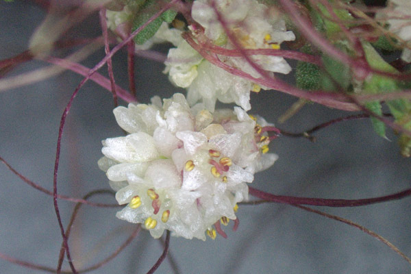Cuscuta planiflora, Cuscuta a fiore bianco, Cuscuta a fiori piani