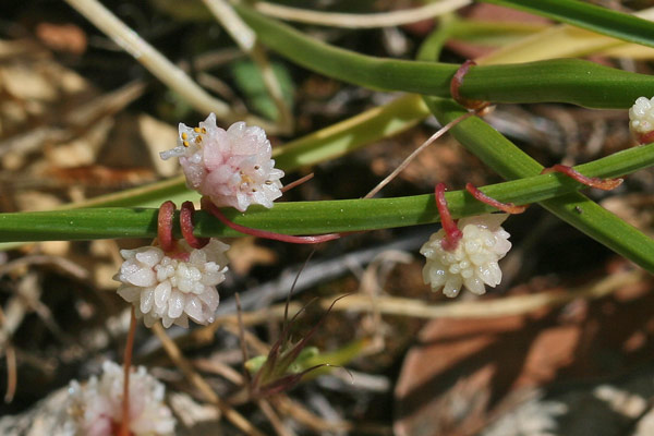 Cuscuta planiflora, Cuscuta a fiore bianco, Cuscuta a fiori piani