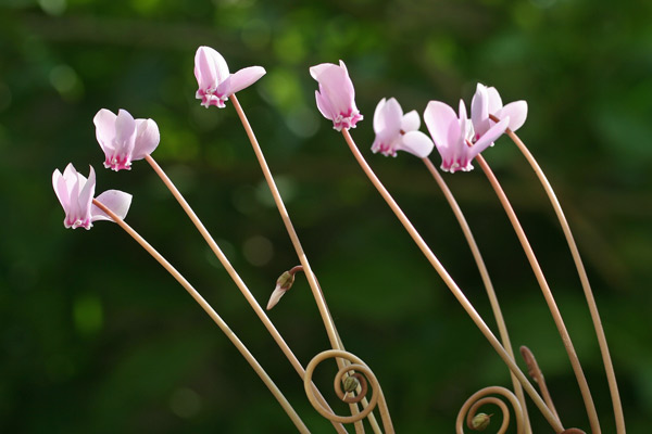 Cyclamen hederifolium, Ciclamino napoletano