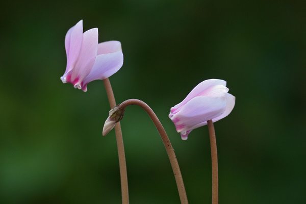 Cyclamen hederifolium, Ciclamino napoletano