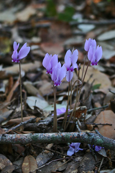 Cyclamen hederifolium, Ciclamino napoletano