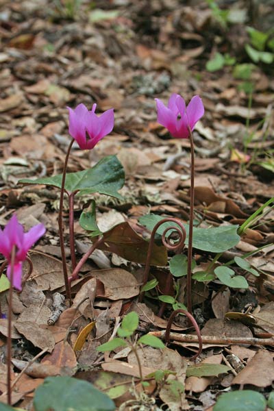 Cyclamen repandum, Ciclamino primaverile, Panporcino, Cuccheddu, Pane de sirboni, Paneporcu, Lepureddu sposu