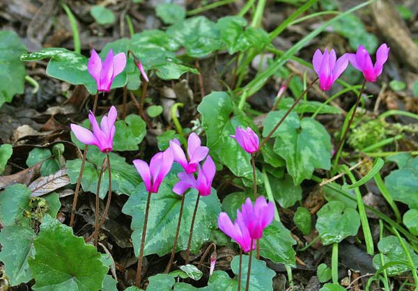 Cyclamen repandum, Ciclamino primaverile, Panporcino, Cuccheddu, Pane de sirboni, Paneporcu, Lepureddu sposu