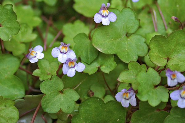 Cymbalaria muralis, Cimbalaria, Ciombolino comune, Erba piattella, Erba tondella, Linaria dei muri, Erba de funtaneddas