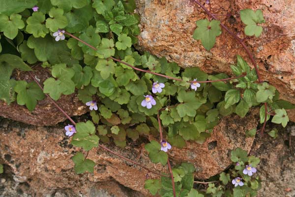 Cymbalaria muralis, Cimbalaria, Ciombolino comune, Erba piattella, Erba tondella, Linaria dei muri, Erba de funtaneddas