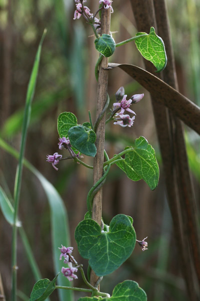 Cynanchum acutum, Crisciola