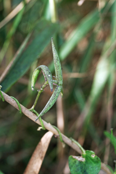 Cynanchum acutum, Crisciola