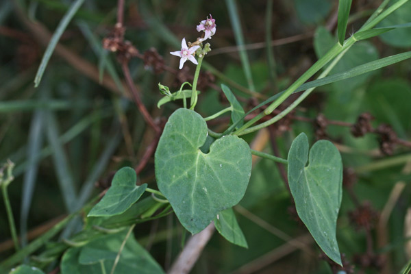 Cynanchum acutum, Crisciola