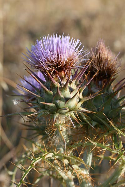 Cynara cardunculus, Carciofo selvatico, Aldu reu, Bardu reu, Cardureu, Cugudula, Cugutzula, Gureu de sartu, Gureu de satu, Iscarztzoffa de gardu freu, Pubunzula, Ureu