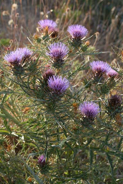 Cynara cardunculus, Carciofo selvatico, Aldu reu, Bardu reu, Cardureu, Cugudula, Cugutzula, Gureu de sartu, Gureu de satu, Iscarztzoffa de gardu freu, Pubunzula, Ureu