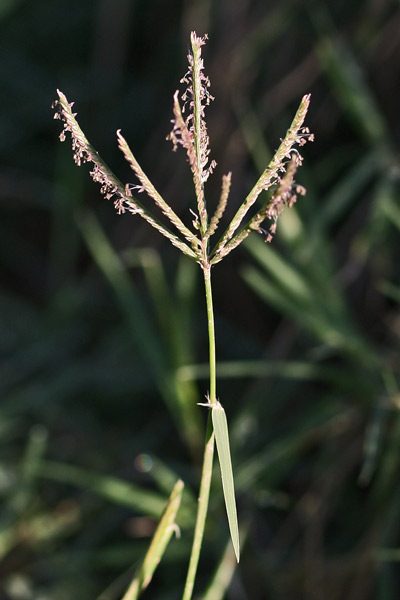Cynodon dactylon, Capriola, Dente di cane, Gramagna, Gramegna, Gramigna rampicante, Ramaccia, Ramigna, Ramina, Alba di cincu diti, Allasu, Cannaioni, Eramine, Erba canina, Erba de xentu nuus, Ereminzu, Gramene, Ollasu, Pastutremini, Raminzu, Ramene, Ramine