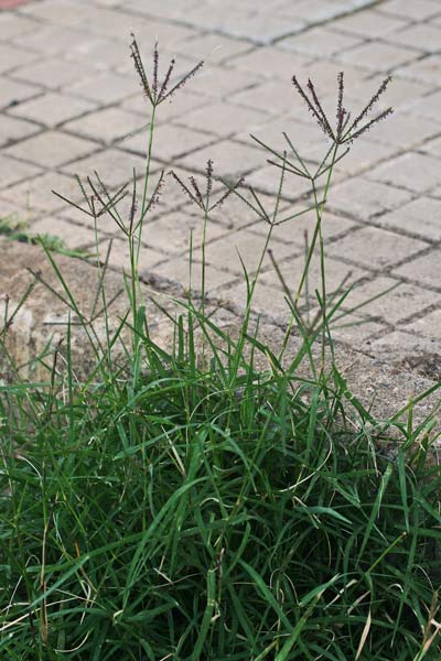 Cynodon dactylon, Capriola, Dente di cane, Gramagna, Gramegna, Gramigna rampicante, Ramaccia, Ramigna, Ramina, Alba di cincu diti, Allasu, Cannaioni, Eramine, Erba canina, Erba de xentu nuus, Ereminzu, Gramene, Ollasu, Pastutremini, Raminzu, Ramene, Ramine