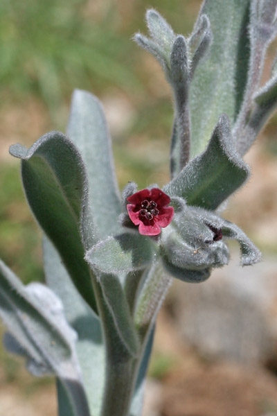 Cynoglossum cheirifolium, Lingua di cane giallastra, Lingua de cani