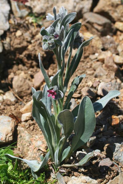 Cynoglossum cheirifolium, Lingua di cane giallastra, Lingua de cani